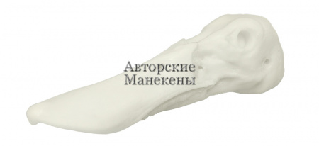Голова широконоска (самка)